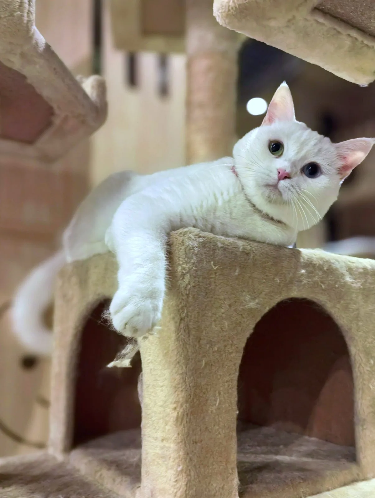 A white cat lounging on top of a cat tree in the Pet Pavilion cat wing