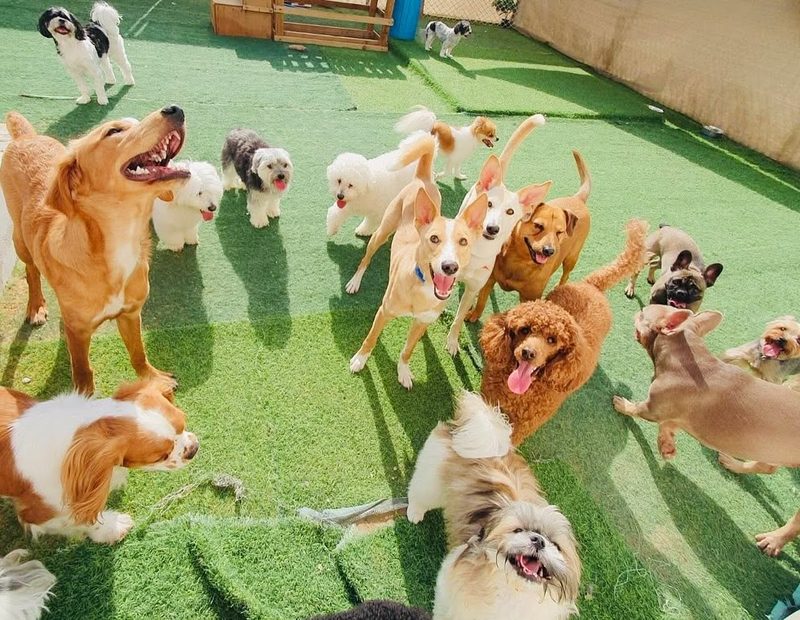 A group of dogs playing on the turf in the Pet Pavilion daycare arena