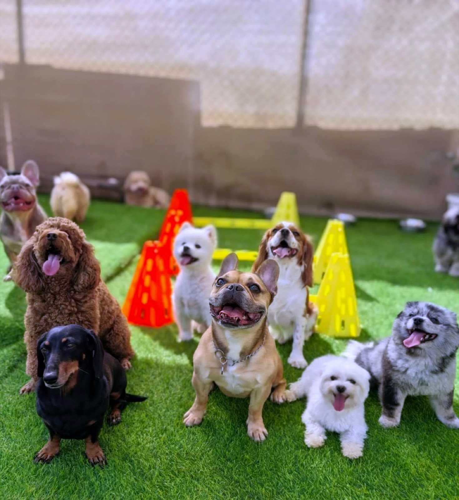 A group of dogs sitting on the turf in the Pet Pavilion daycare arena
