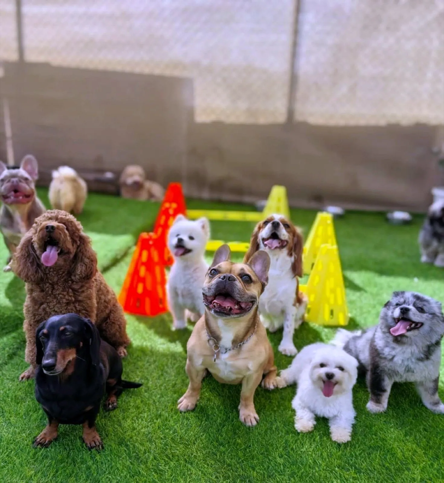 A group of dogs sitting on the turf in the Pet Pavilion daycare arena