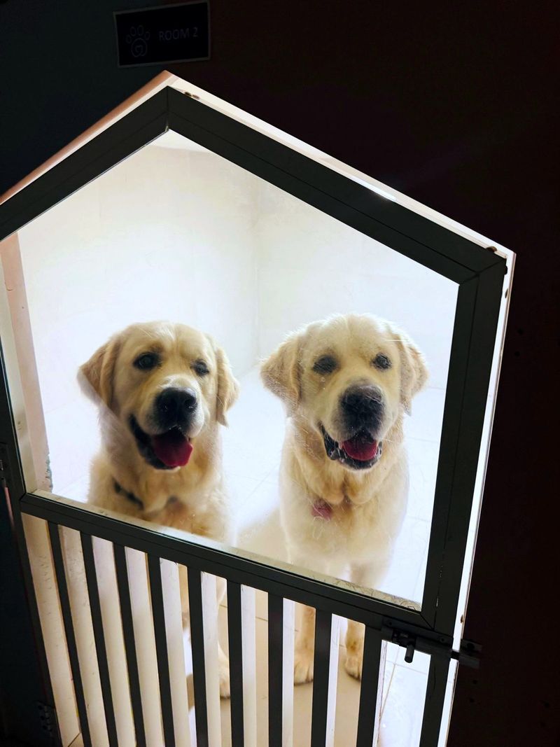 Two golden retrievers looking out of their private room at the Pet Pavilion hotel