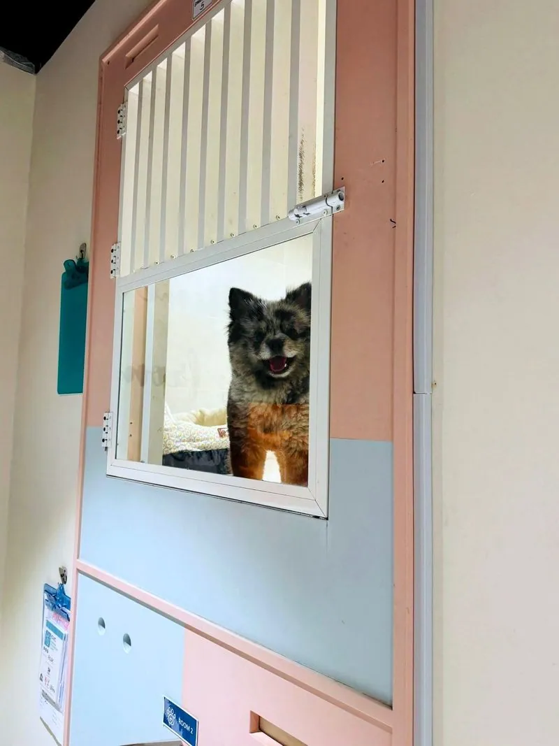 A pomeranian peeking out of the window of its room at the Pet Pavilion hotel