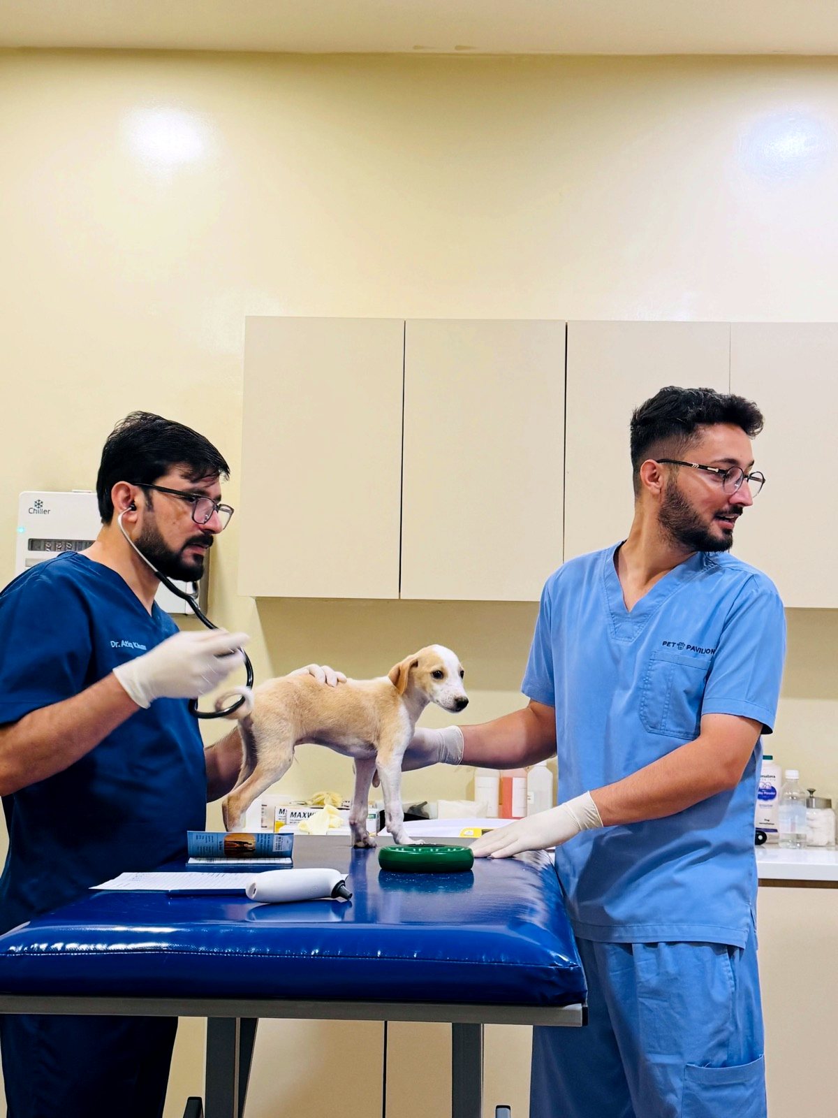 Two Pet Pavilion vets examining a small dog on the consultation table