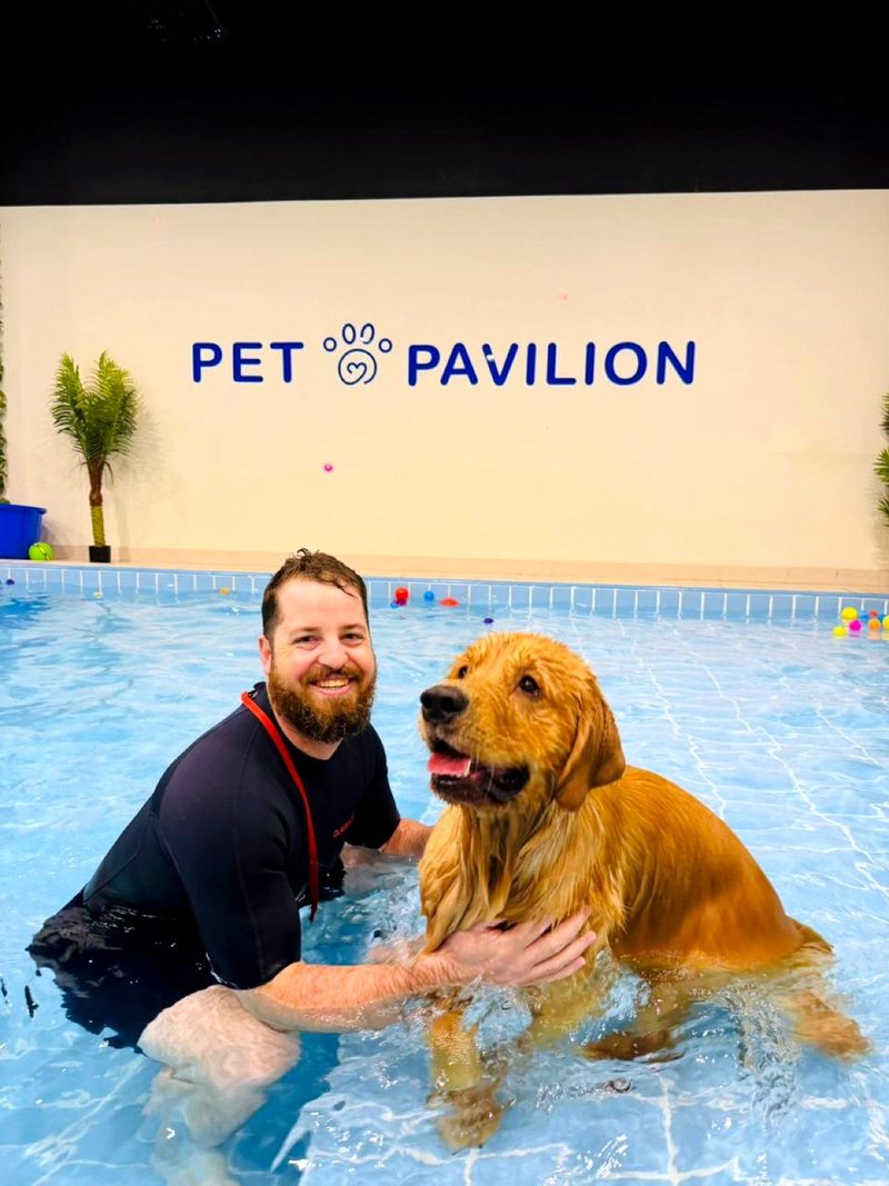 A Pet Pavilion physiotherapist in the pool with a golden retriever during hydrotherapy