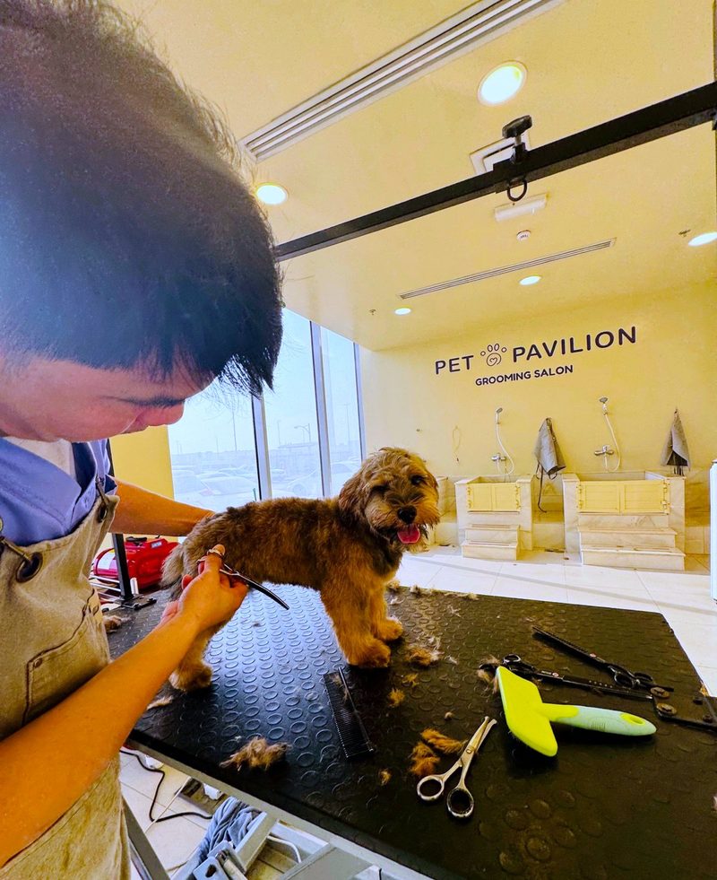 A groomer trimming a small dog at the Pet Pavilion salon