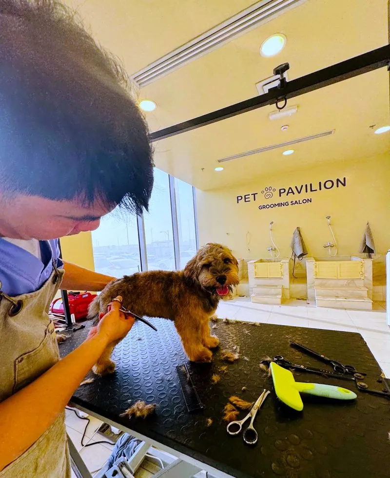 A groomer trimming a small dog at the Pet Pavilion salon