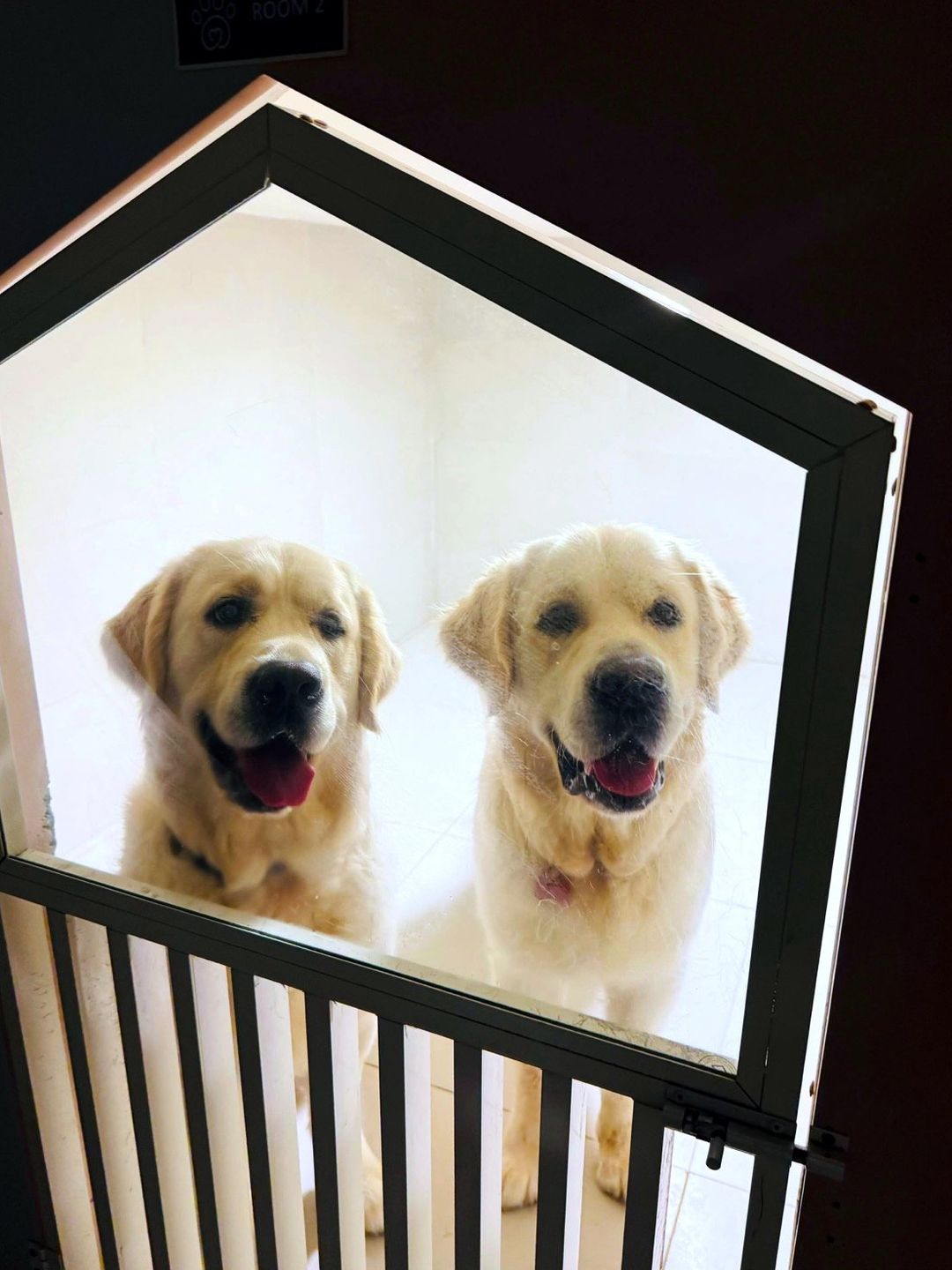 Two golden retrievers looking out through the window of their room at the Pet Pavilion pet hotel