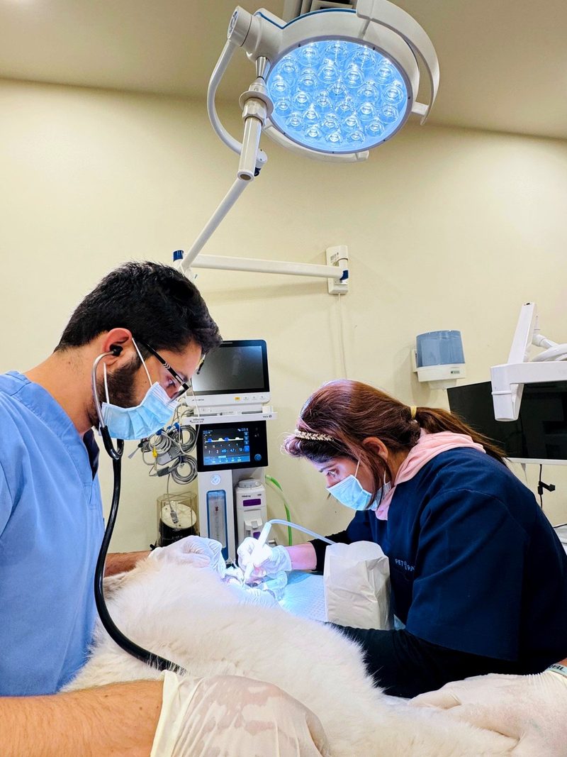 A vet operating in the Pet Pavilion surgical suite