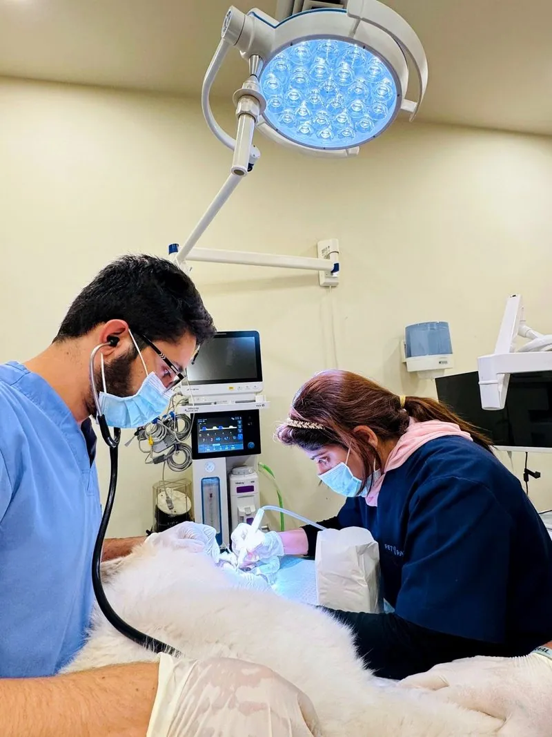A vet operating in the Pet Pavilion surgical suite