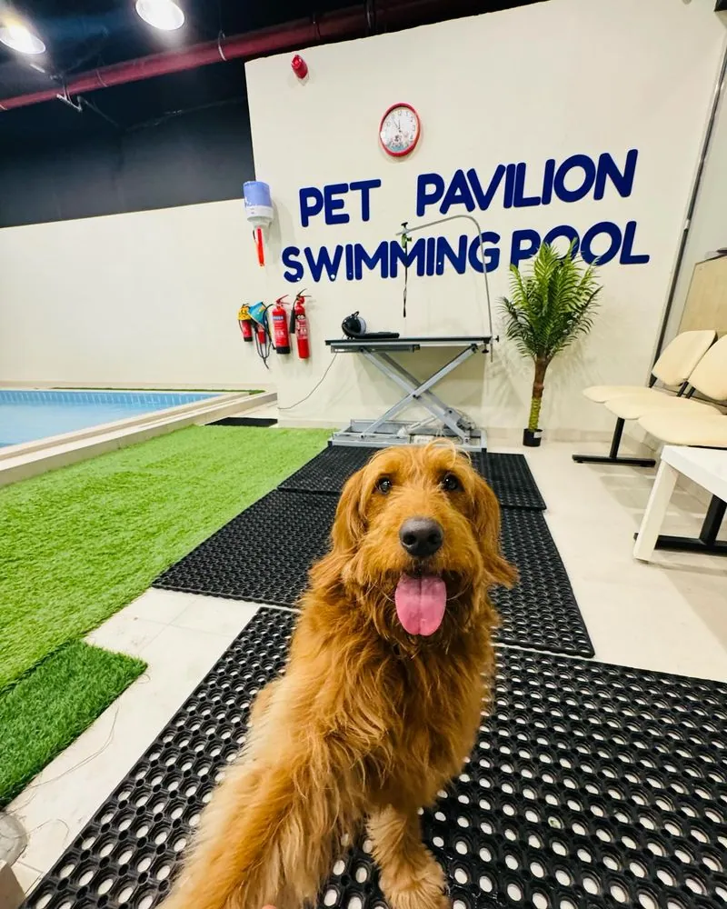 A golden retriever grinning by the Pet Pavilion swimming pool