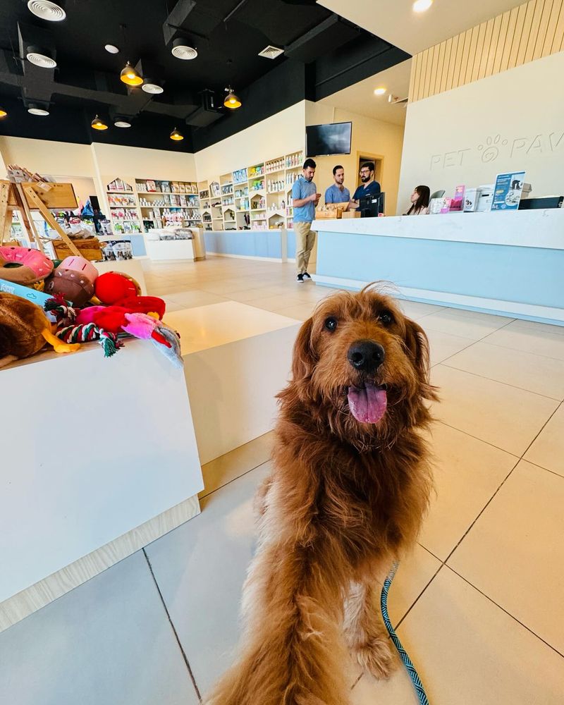 A golden retriever waiting at the Pet Pavilion reception desk