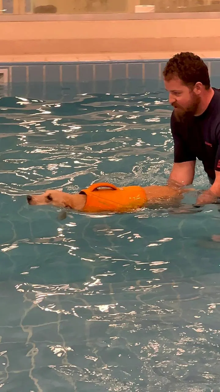 Dog hydrotherapy swimming session at Pet Pavilion