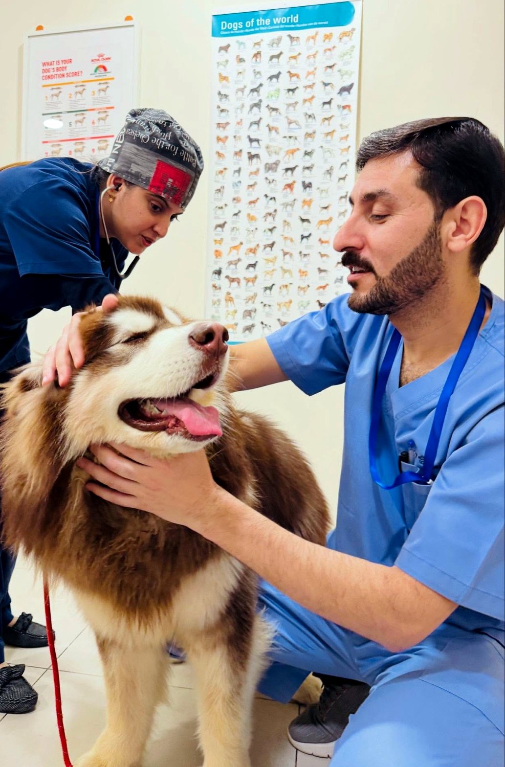 A Pet Pavilion vet in blue scrubs examining a happy husky